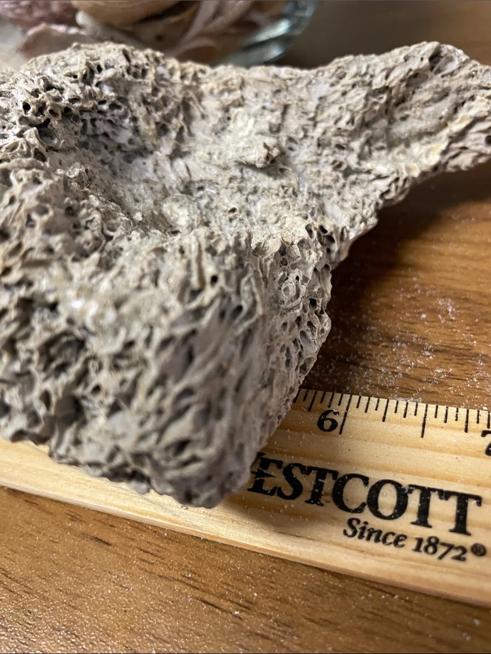Fossil found on the beach, resembling brain fossil.